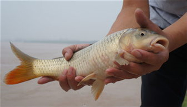 黃河鯉魚(yú)4.jpg